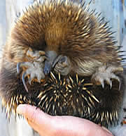Echidna