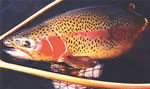 Rainbow Trout