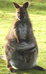 Wallaby and joey